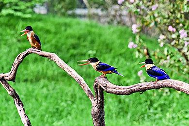 《妮姬》新角色阿尔卡娜登场 长裙姐姐漂亮